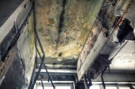 Best Emergency Mold Remediation  in Blackwood, NJ